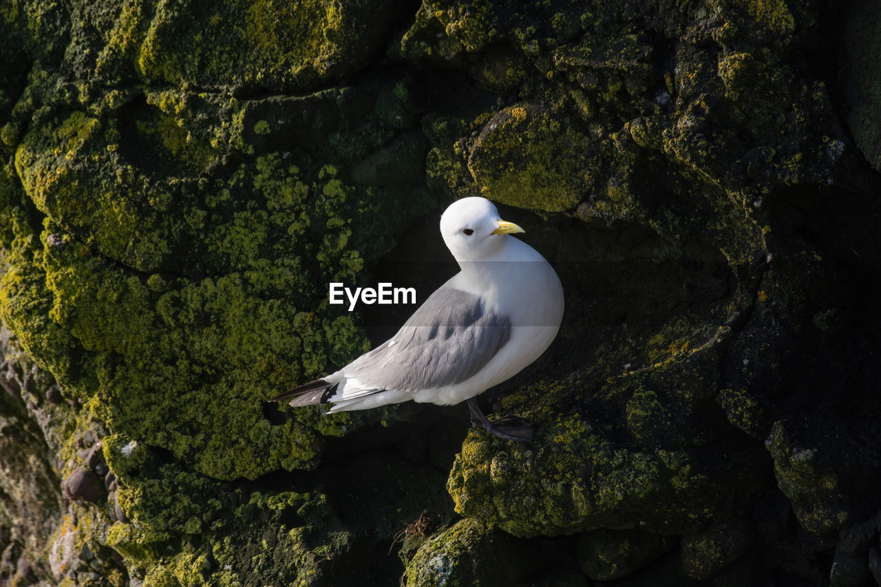 WHITE HERON PERCHING ON ROCK