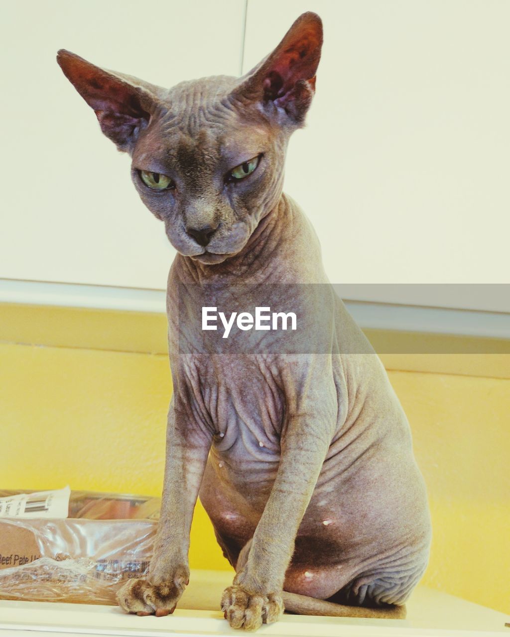 CLOSE-UP PORTRAIT OF CAT SITTING ON FLOOR