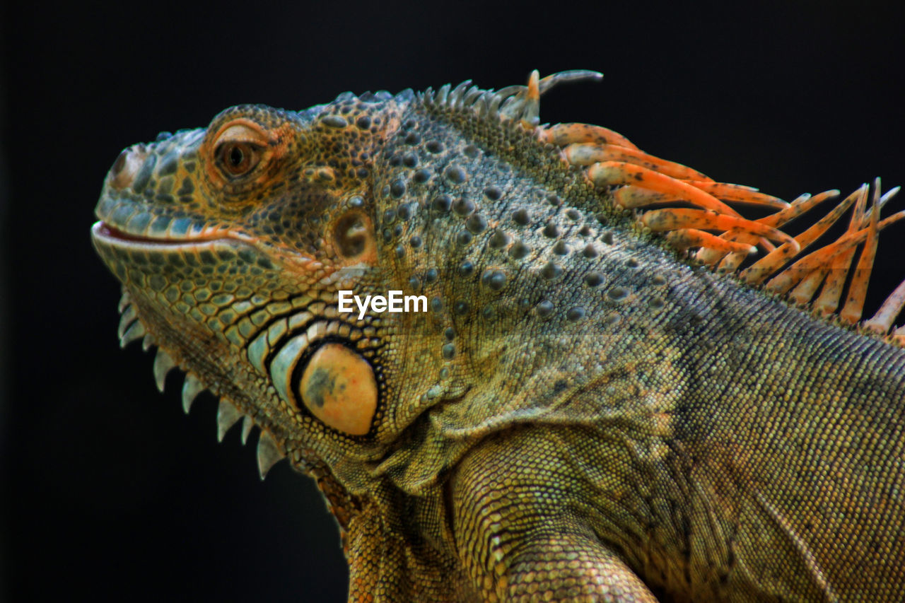 The burmese python or known as the python bivitattus is preying on the white rat