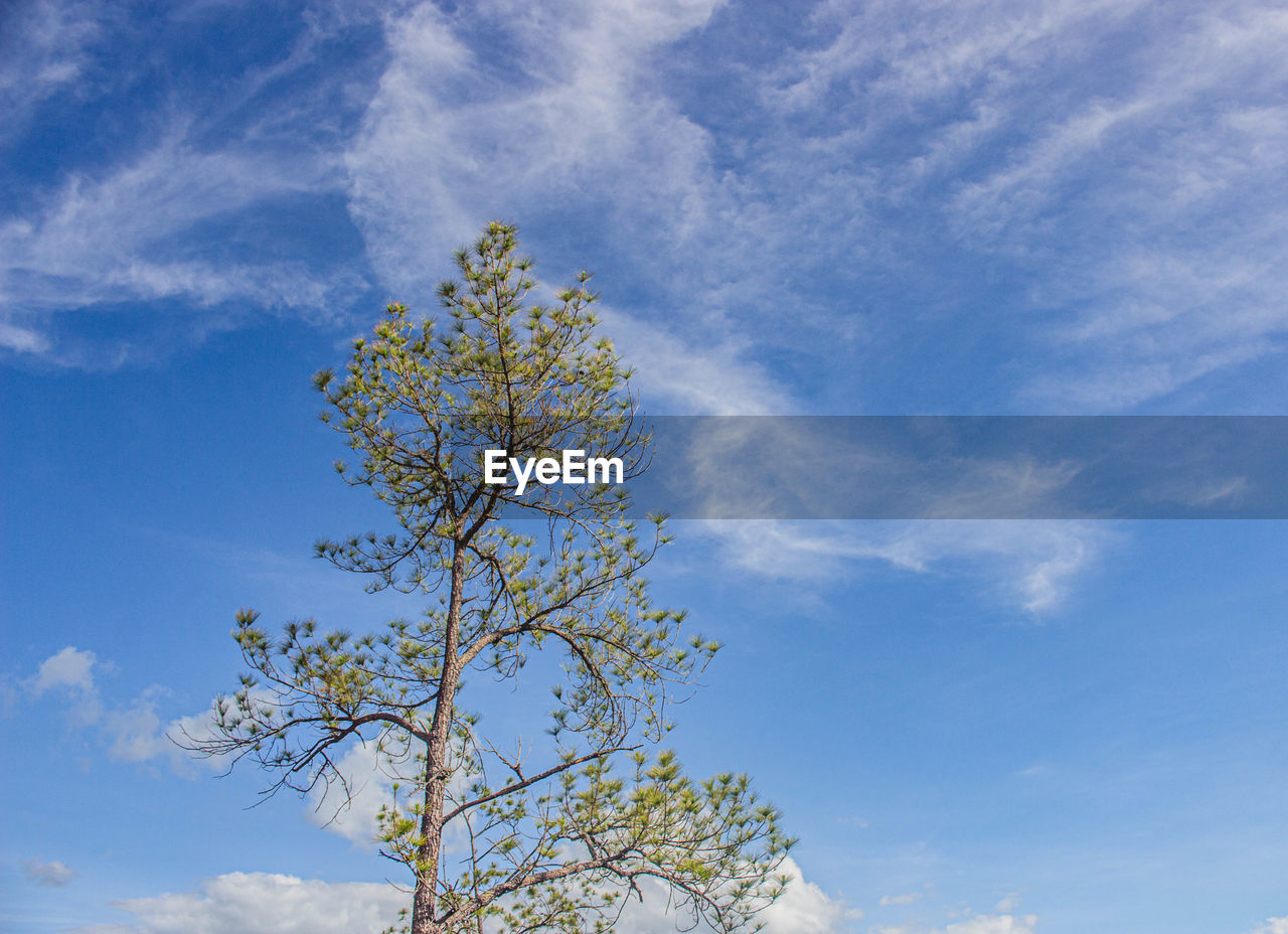 LOW ANGLE VIEW OF TREE AGAINST BLUE SKY