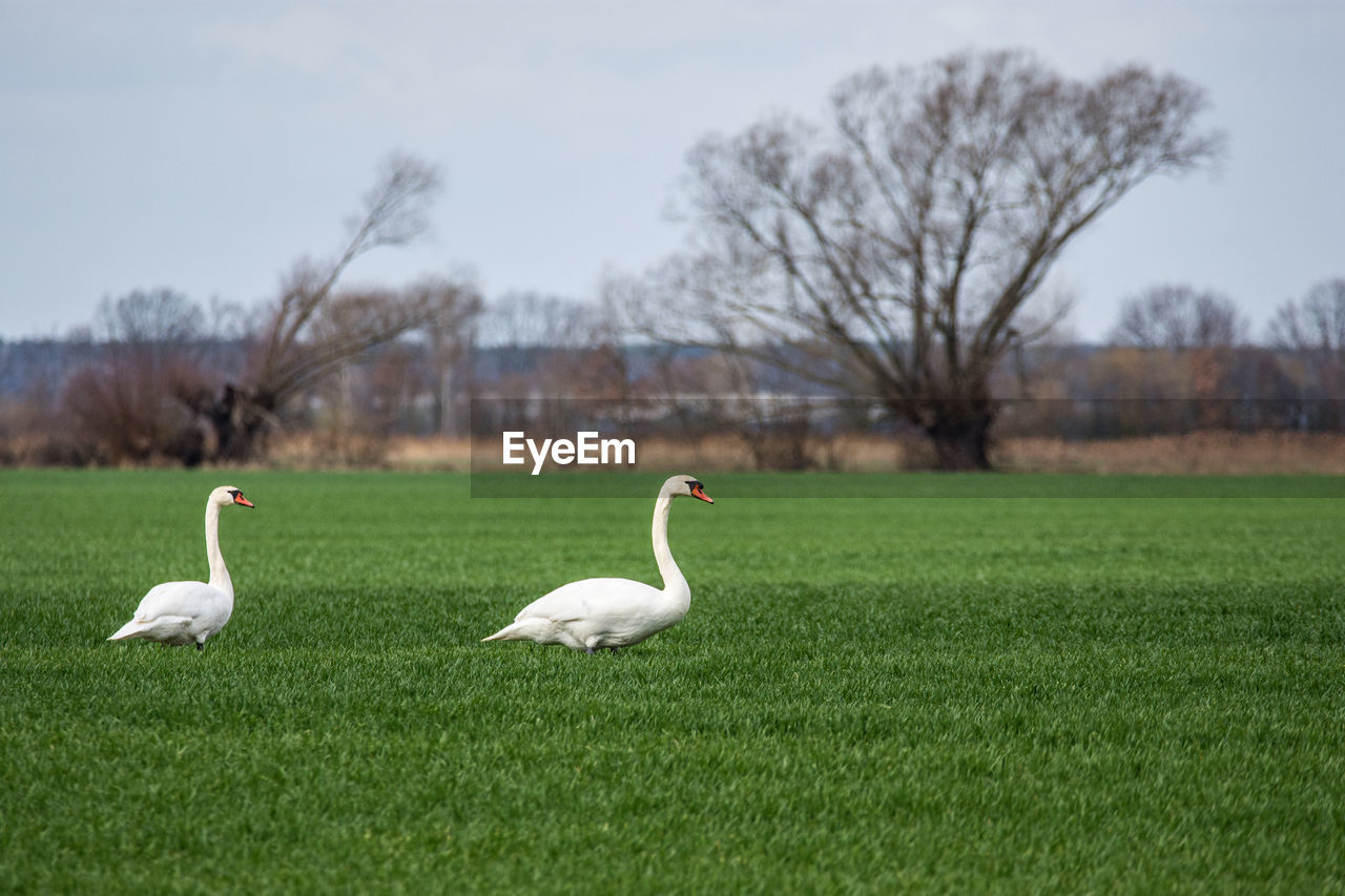 BIRDS ON FIELD