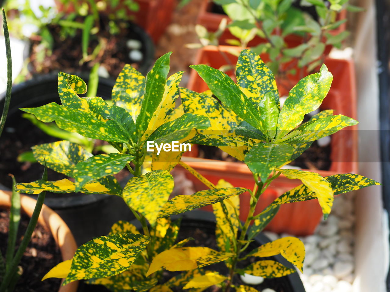 CLOSE-UP OF YELLOW FLOWER POT