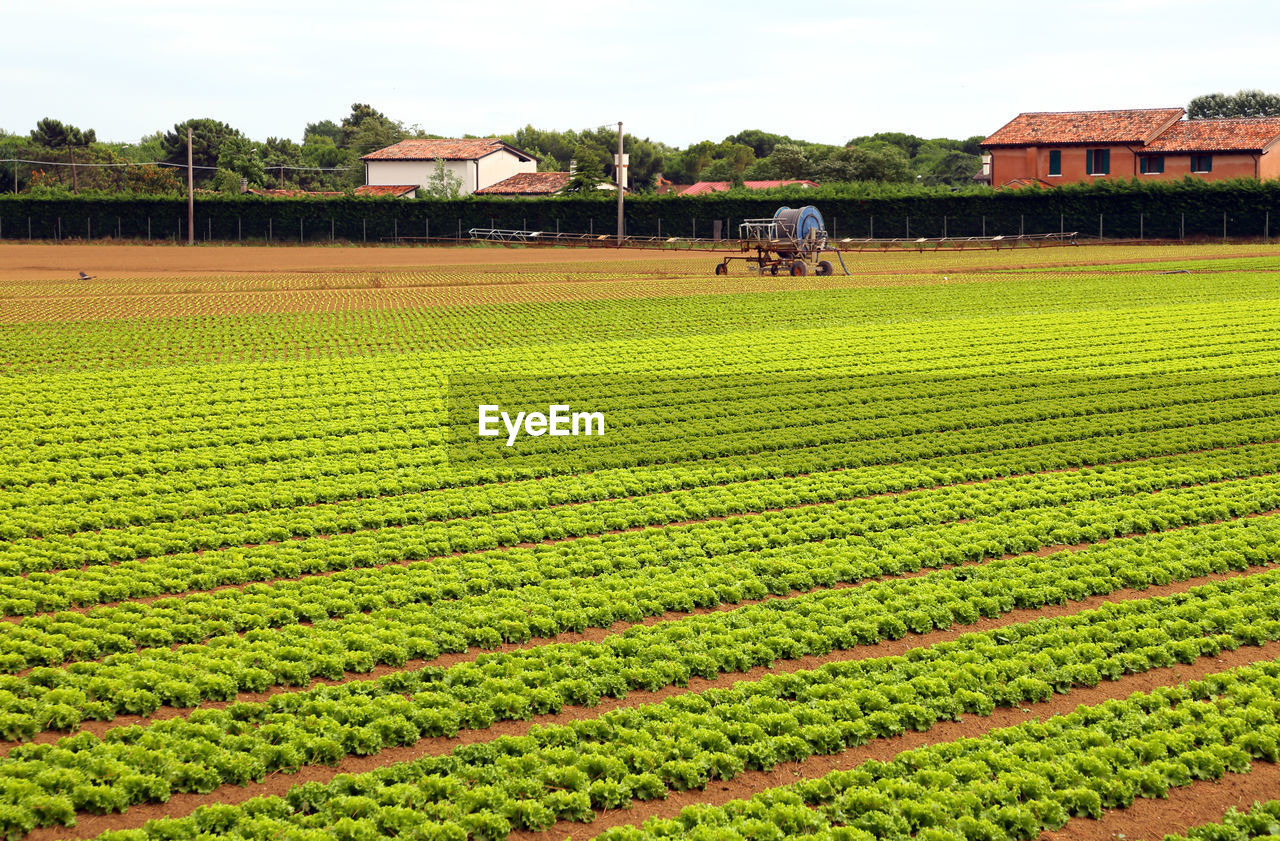 Scenic view of agricultural field