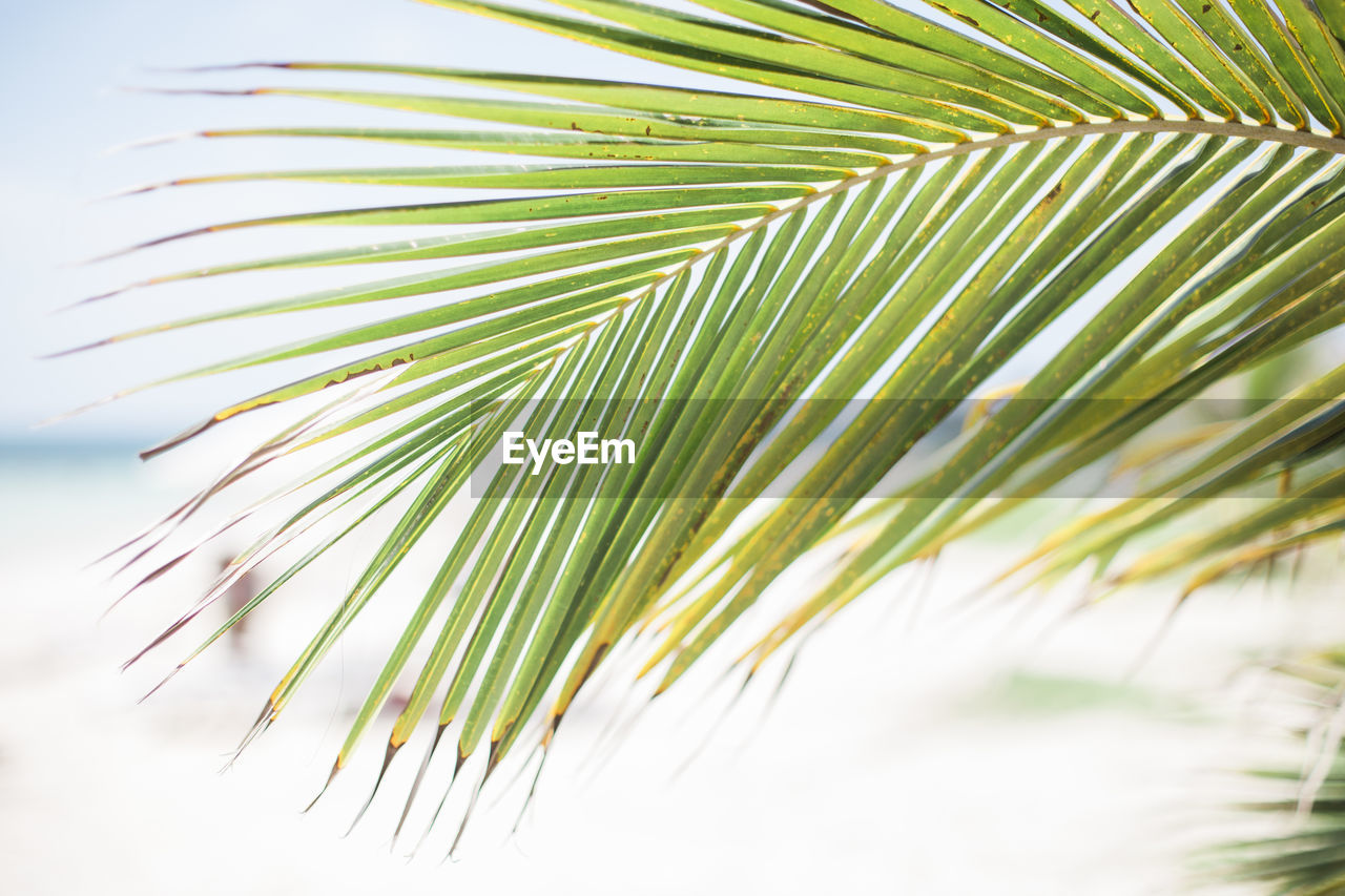 Close-up of palm tree against sky