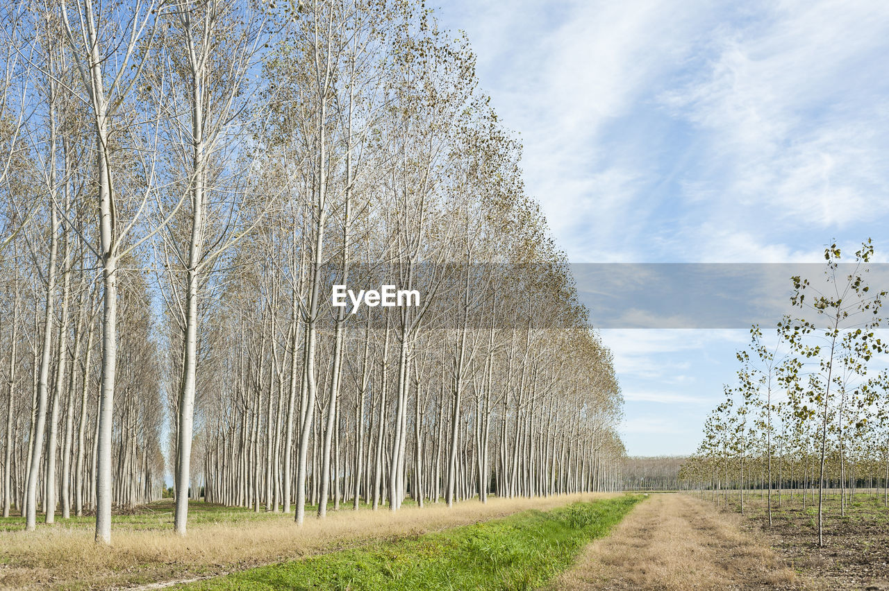 Trees against sky