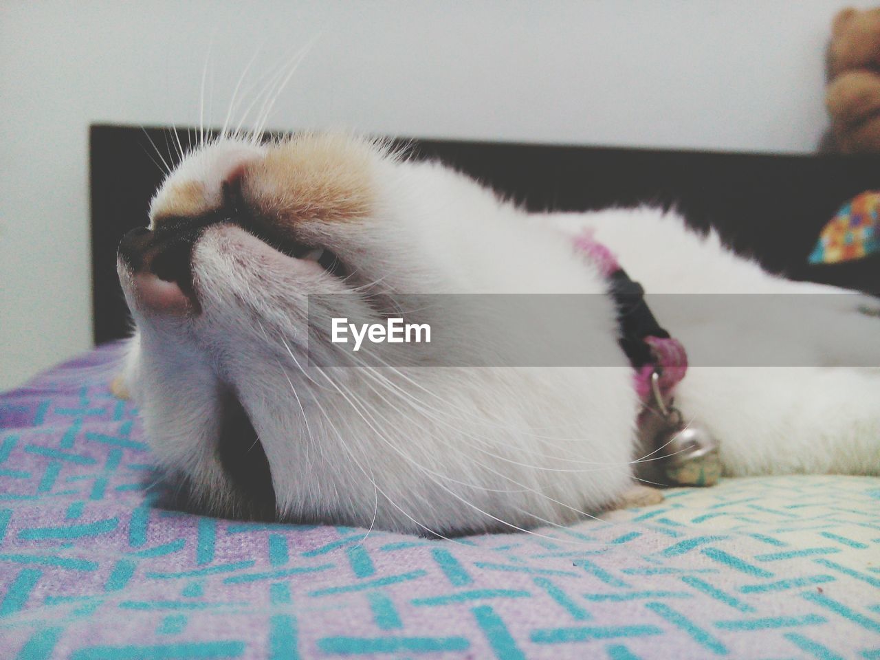 CLOSE-UP OF A CAT LYING ON BED