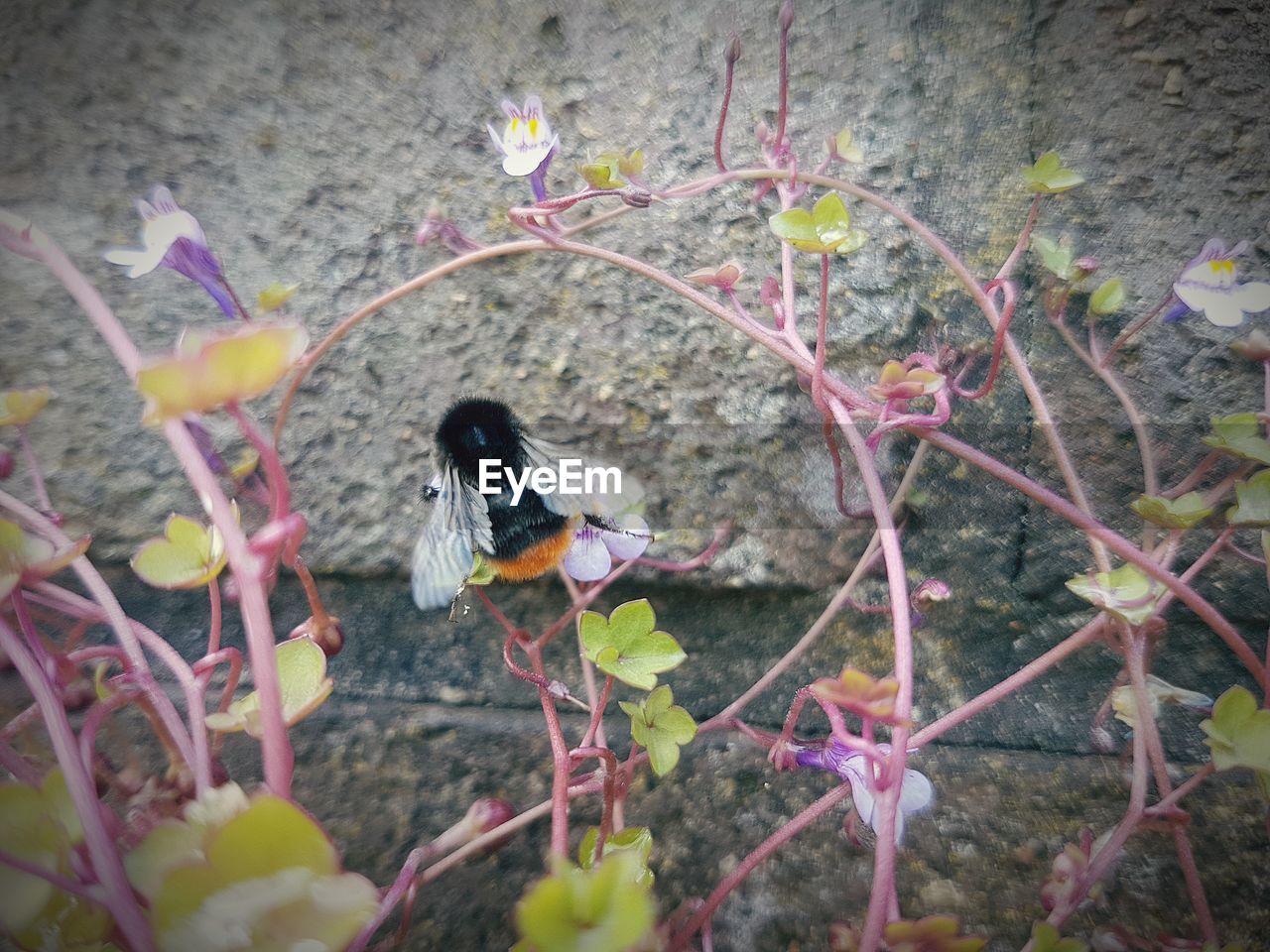 VIEW OF BIRDS ON PINK FLOWER