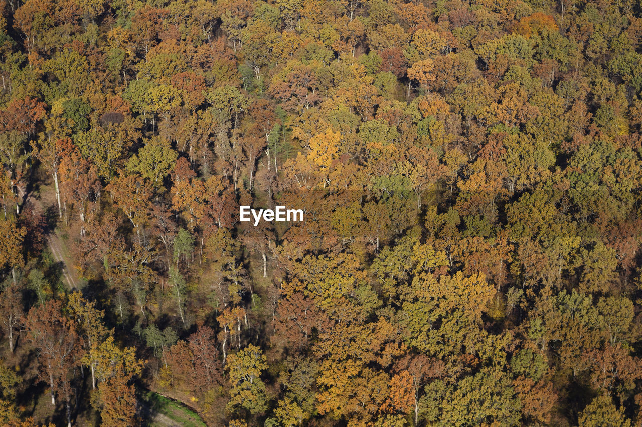 Aerial photo oak forest in autumn of crna mlaka