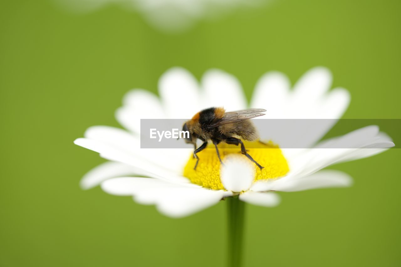 CLOSE-UP OF HONEY BEE ON YELLOW FLOWER