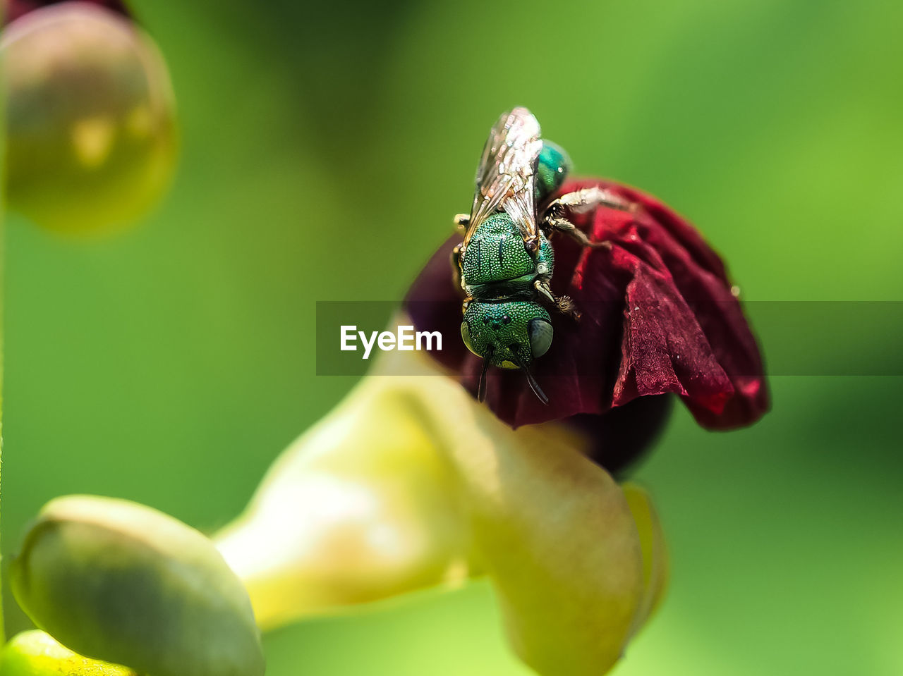 CLOSE-UP OF INSECT POLLINATING FLOWER