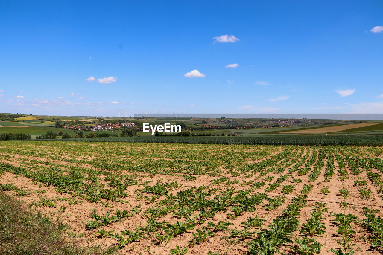 Scenic view of agricultural field against blue sky