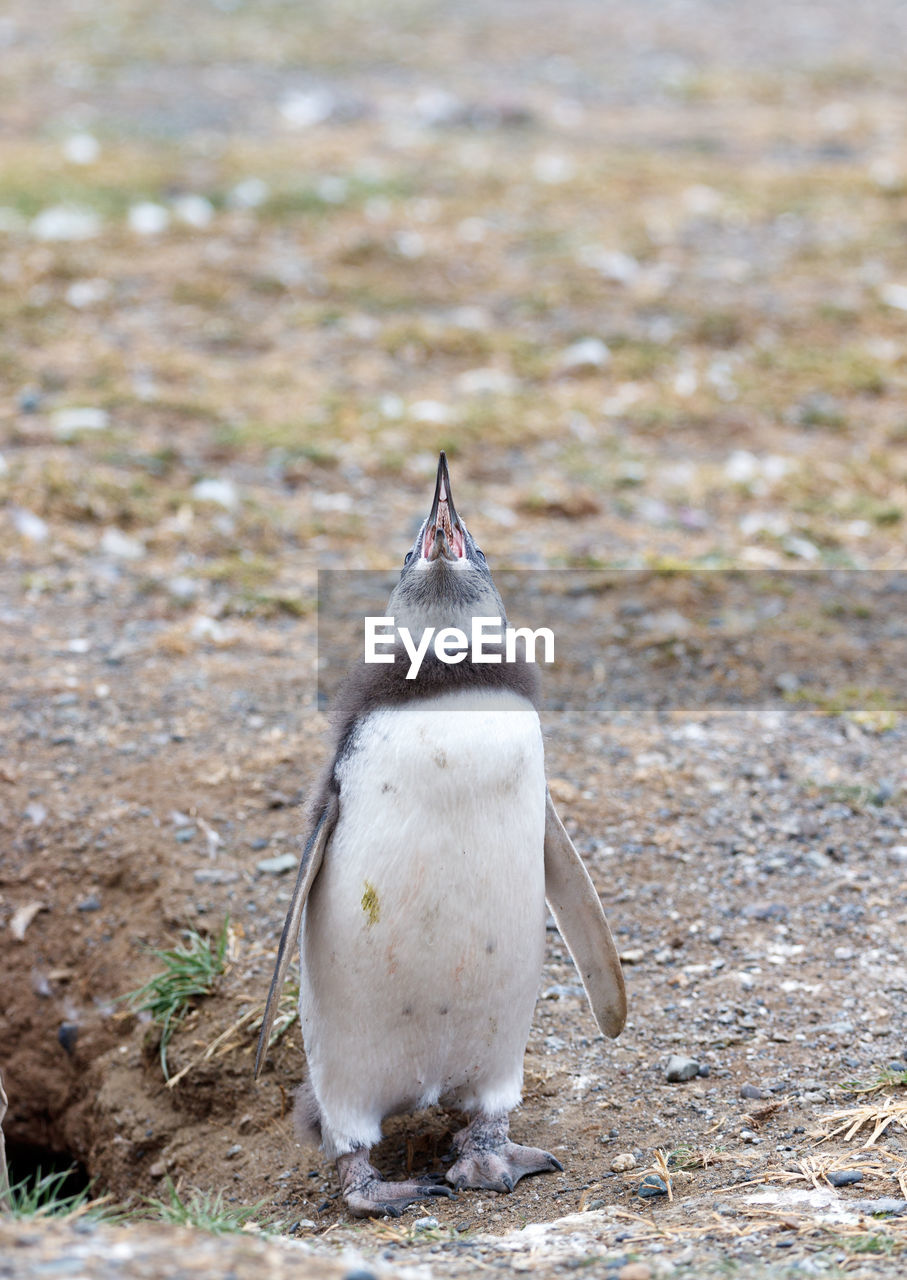 animal themes, animal, bird, animal wildlife, wildlife, penguin, one animal, beak, nature, no people, full length, land, front view, water, day, outdoors, king penguin, environment, focus on foreground