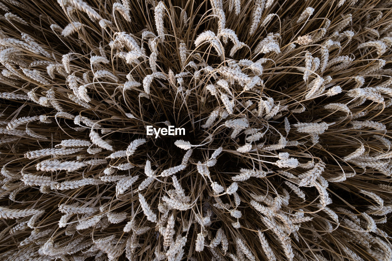 FULL FRAME SHOT OF WHITE FLOWERING PLANT