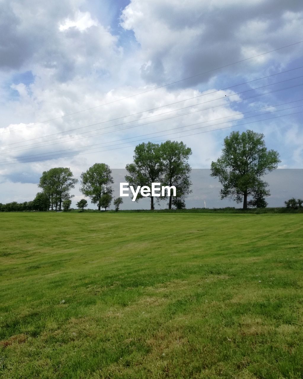 TREES ON GRASSY FIELD AGAINST SKY