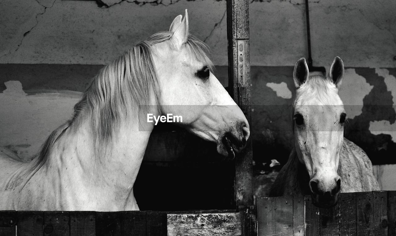 Horses standing in stable