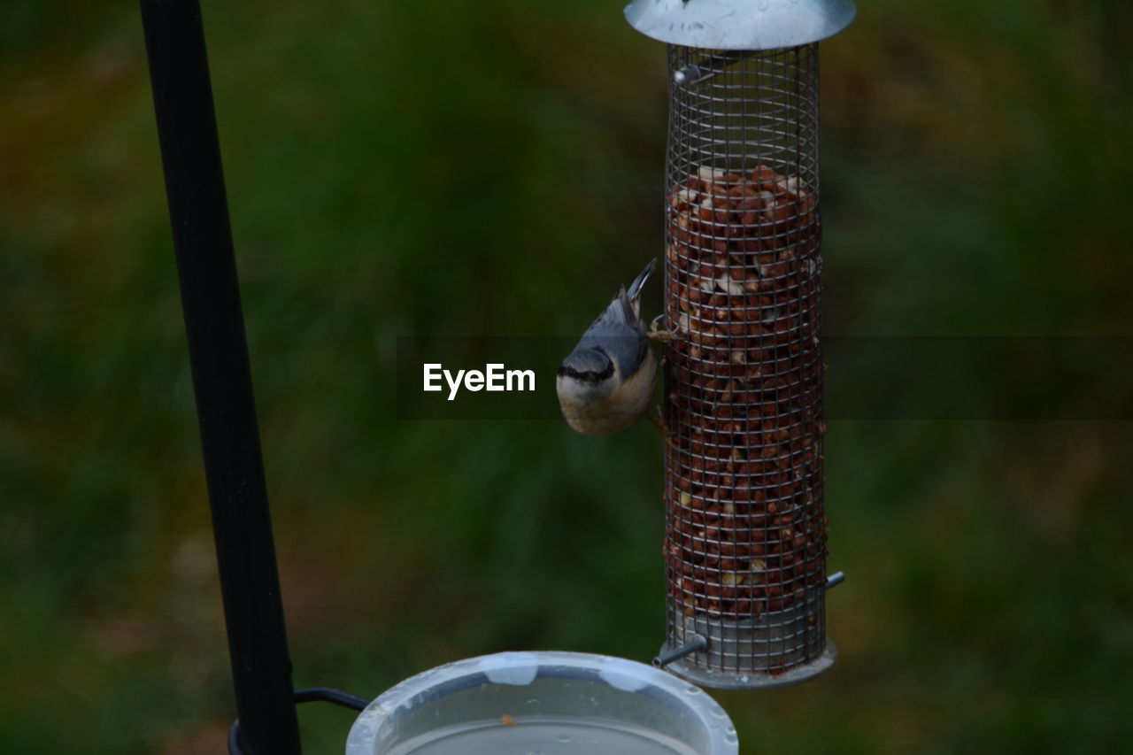 CLOSE-UP OF BIRD ON WOODEN SURFACE