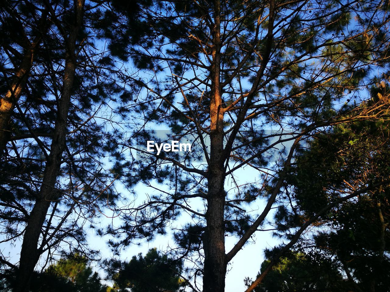 LOW-ANGLE VIEW OF TREES AGAINST SKY