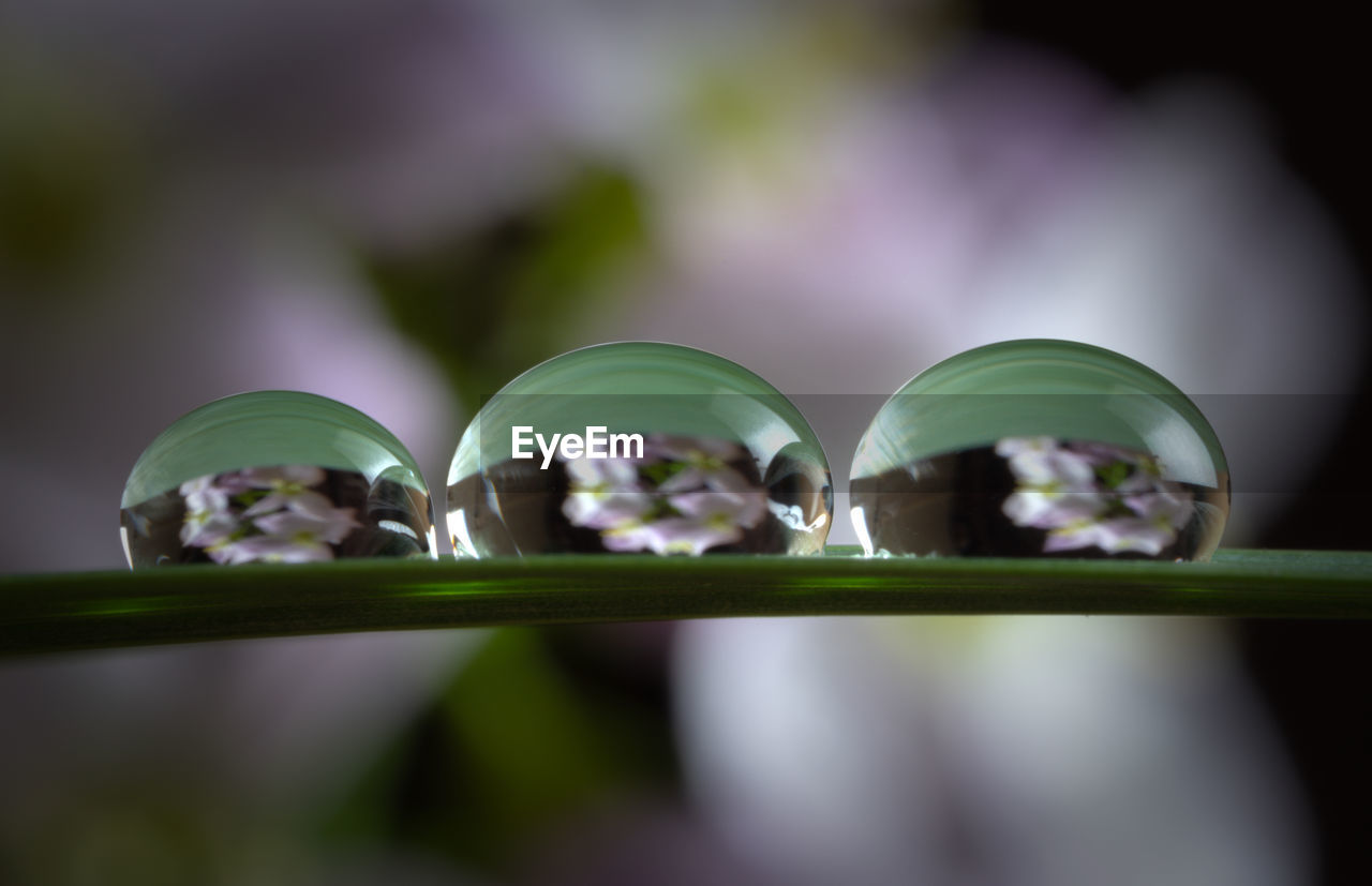 Close-up of raindrops on plant