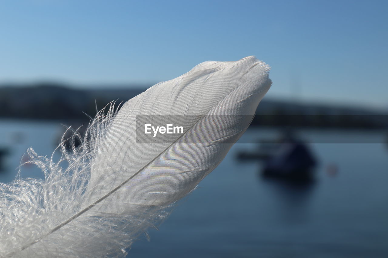 Close-up of feather against blue sky