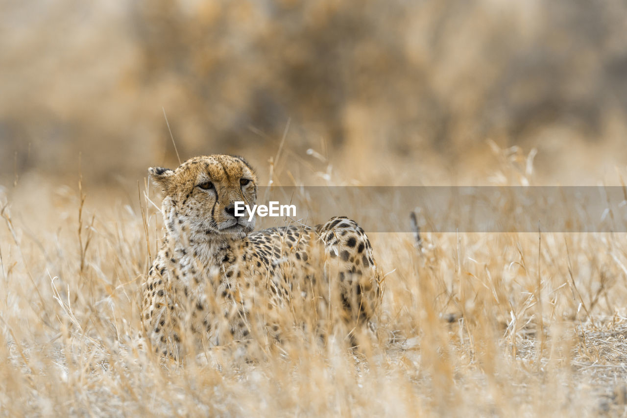 Cheetah on grassland