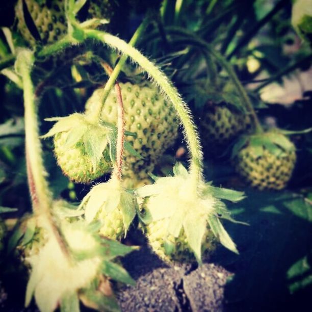 CLOSE-UP OF PLANT GROWING OUTDOORS