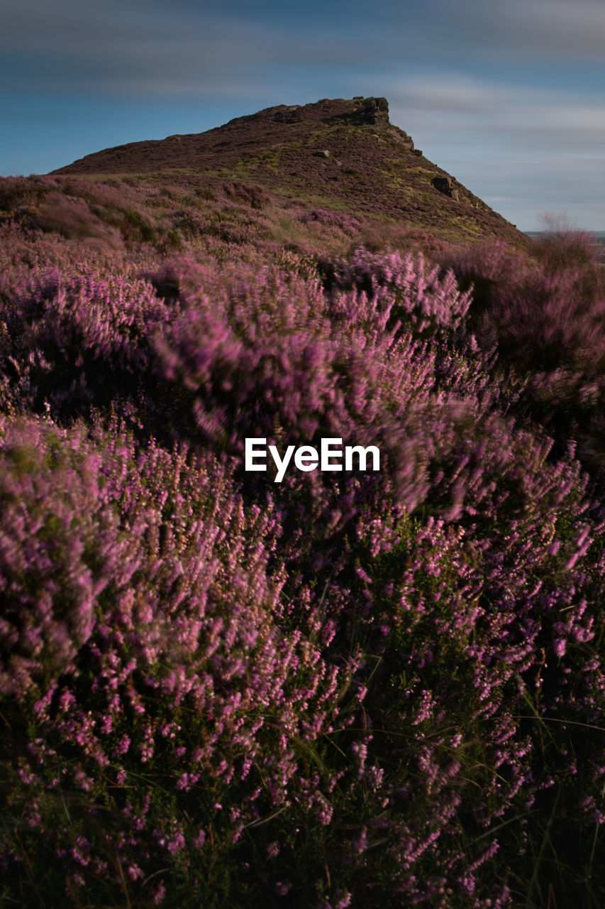 PURPLE FLOWERING PLANTS ON LAND