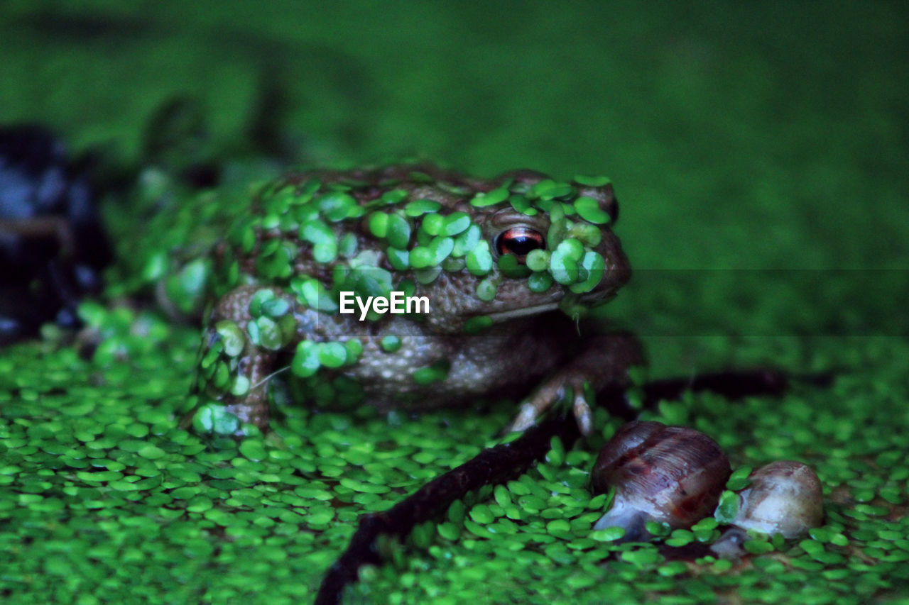 CLOSE-UP OF GREEN LIZARD