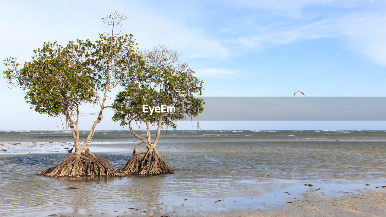 Mangrove trees at beach against sky