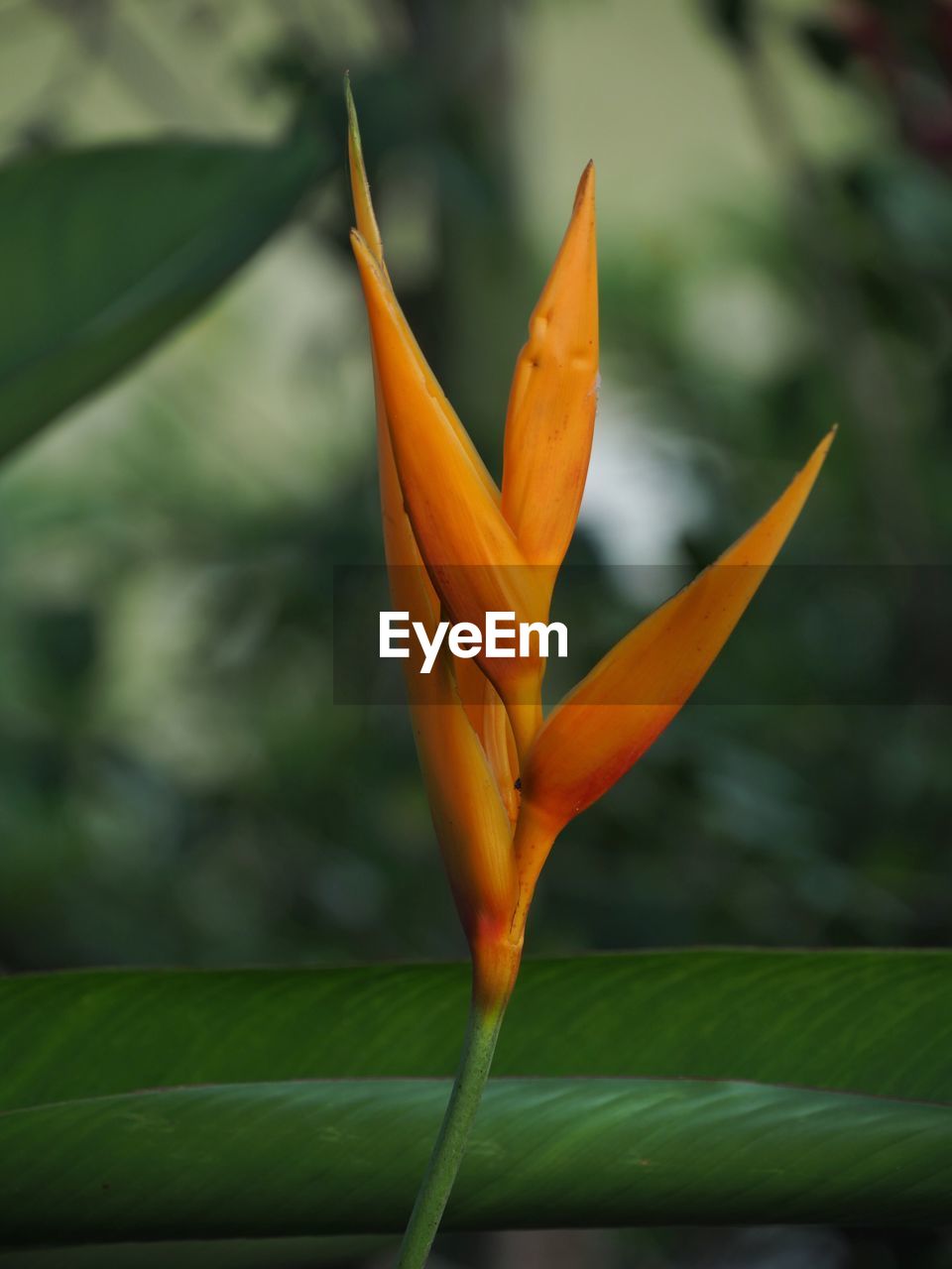 CLOSE-UP OF ORANGE LEAF OF FLOWERING PLANT