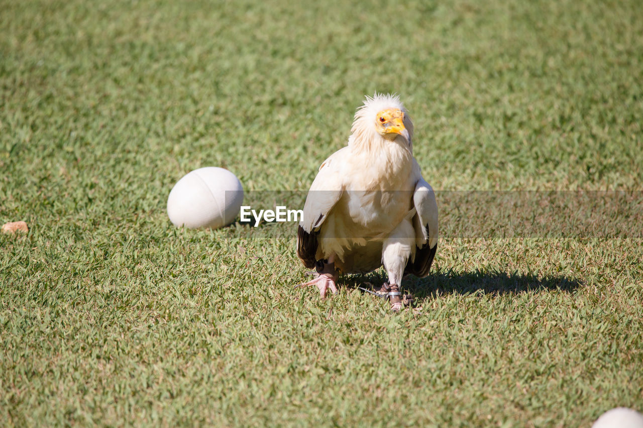 Vulture by egg on over grassy field