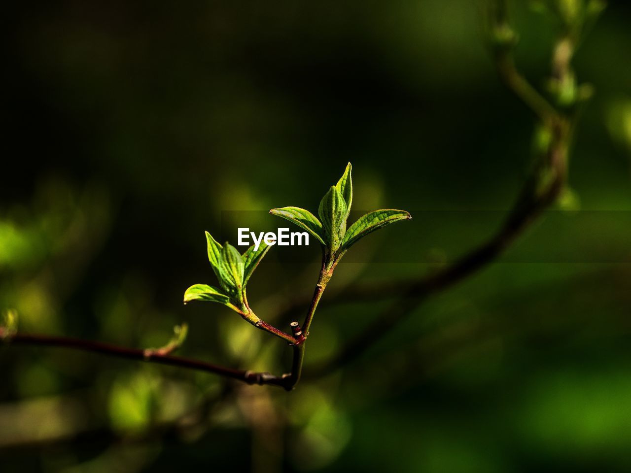 Close-up of plant leaves