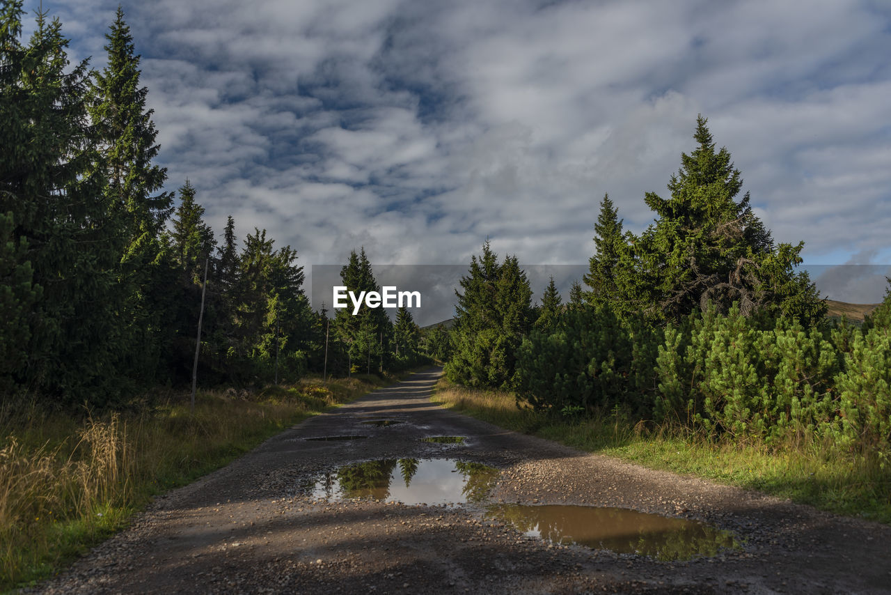 plant, tree, nature, cloud, sky, wilderness, environment, rural area, landscape, no people, beauty in nature, forest, water, scenics - nature, road, land, tranquility, natural environment, river, hill, non-urban scene, outdoors, day, growth, tranquil scene, the way forward, grass, transportation, pinaceae, reflection, coniferous tree, pine tree, footpath, dirt, green, autumn, pine woodland, travel