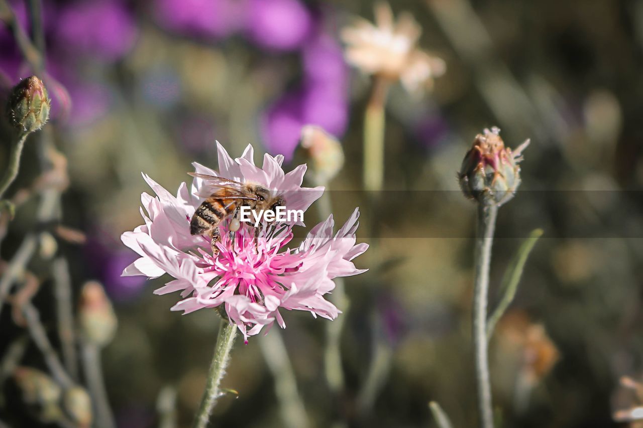 CLOSE-UP OF BEE POLLINATING ON THISTLE