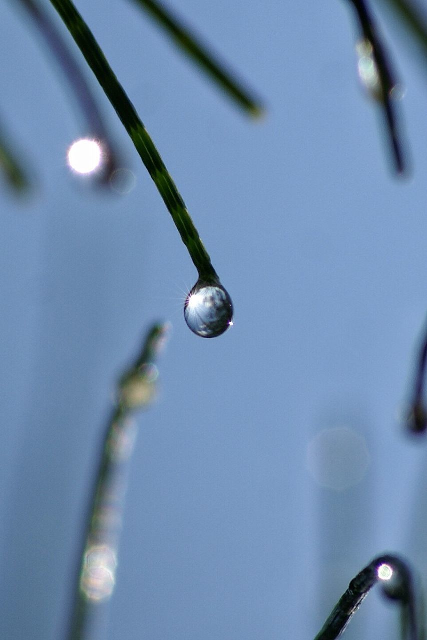Drops of water on pine tree needles