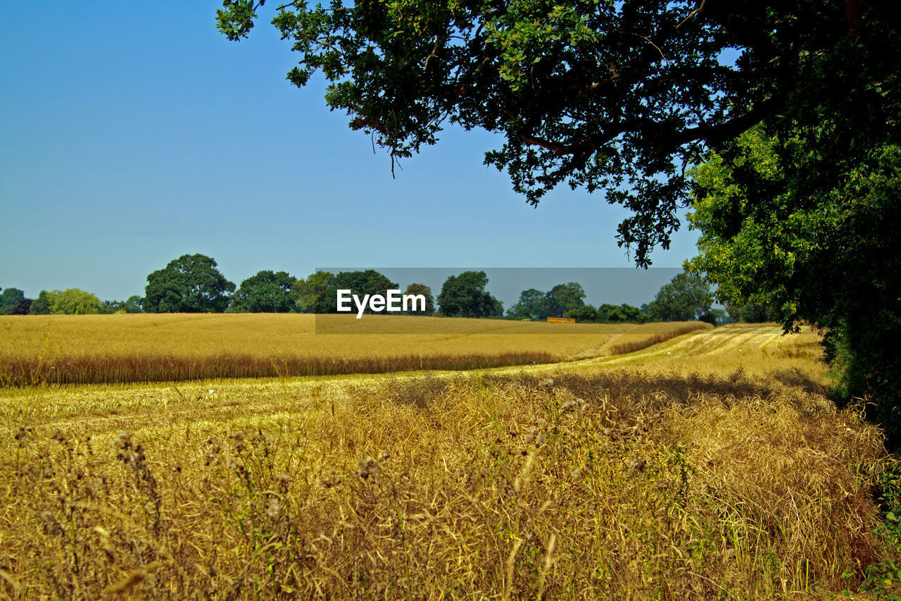 Scenic view of agricultural field against clear sky