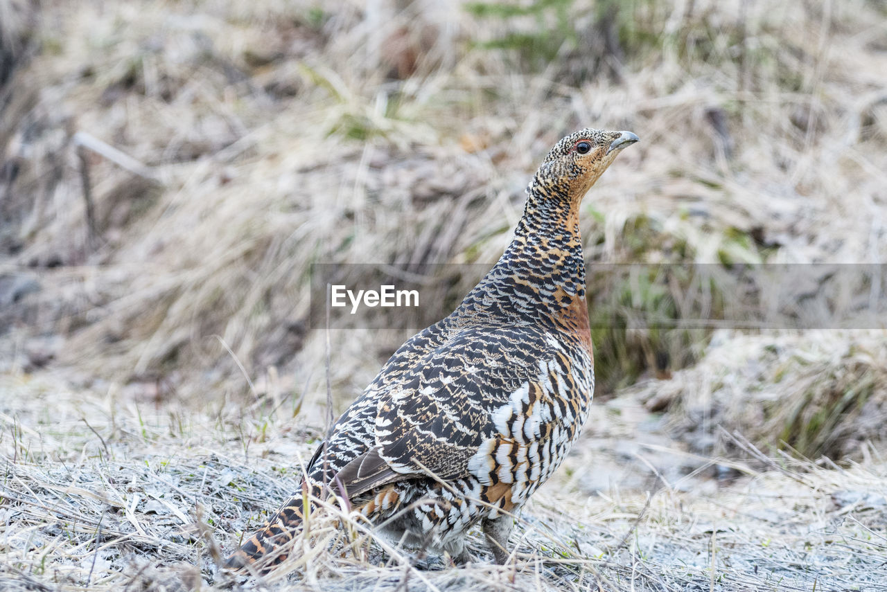 View of a wood grouse