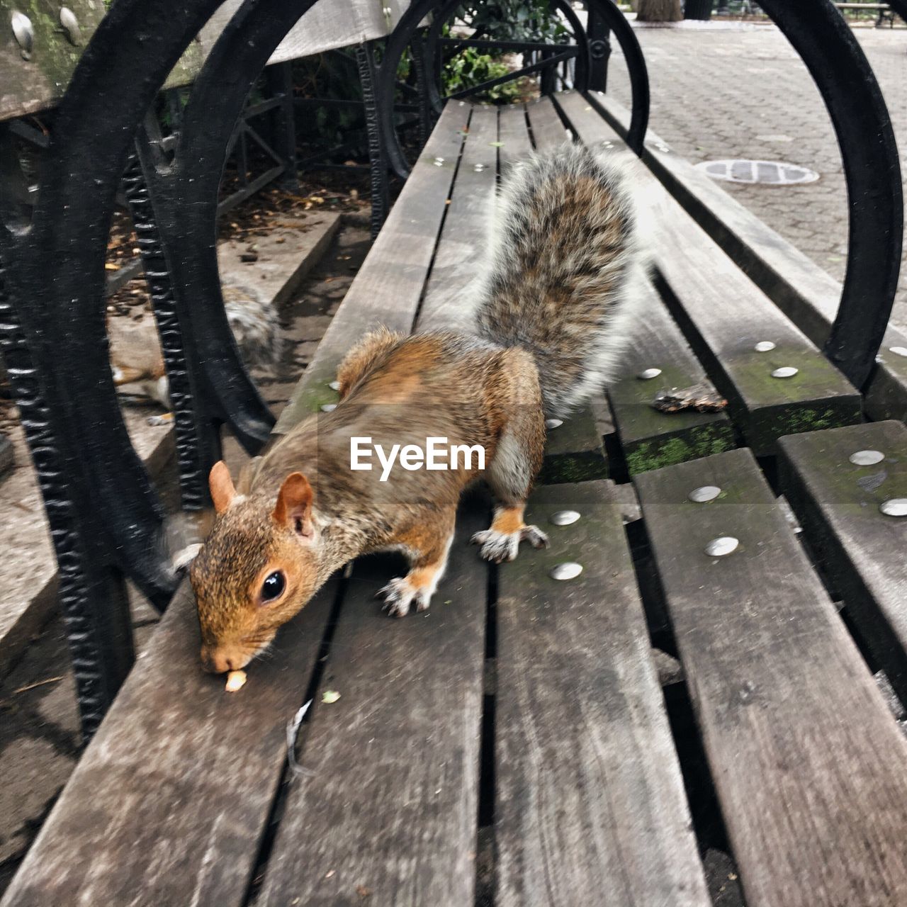 Squirrel on wooden bench