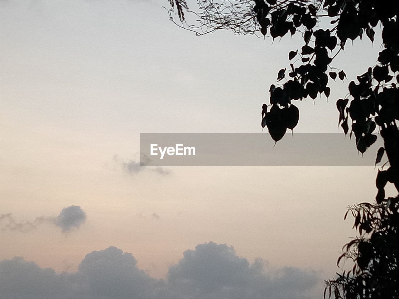 LOW ANGLE VIEW OF SILHOUETTE TREES AGAINST SKY DURING SUNSET