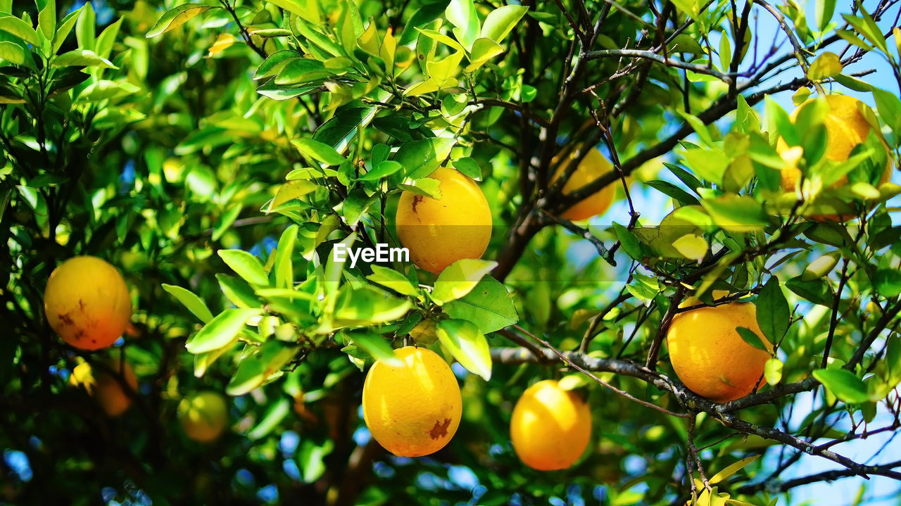 Orange tree, oranges close up, citrus fruits, deep green leaf, background sky, wild oranges