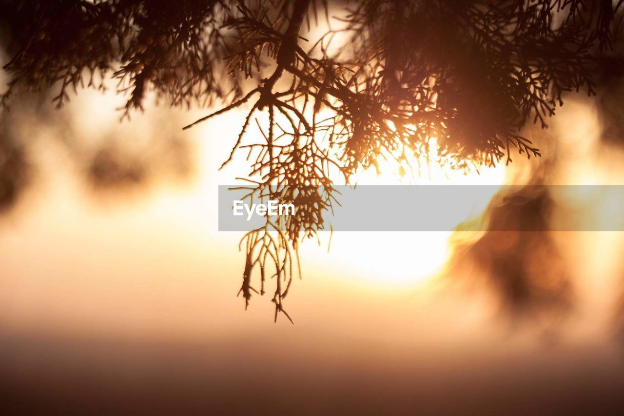 Close-up of tree during sunset