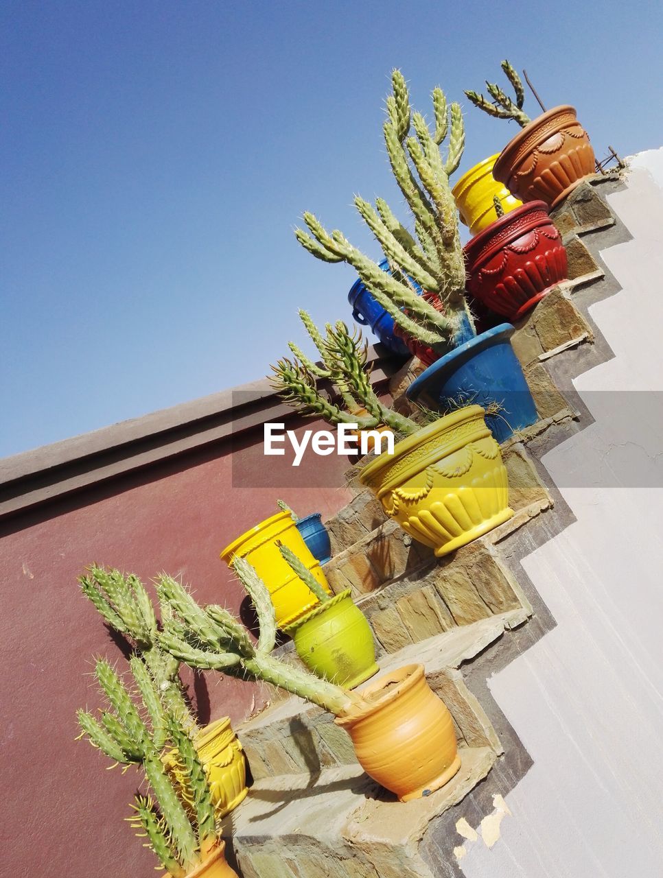 LOW ANGLE VIEW OF YELLOW POTTED PLANTS AGAINST CLEAR SKY