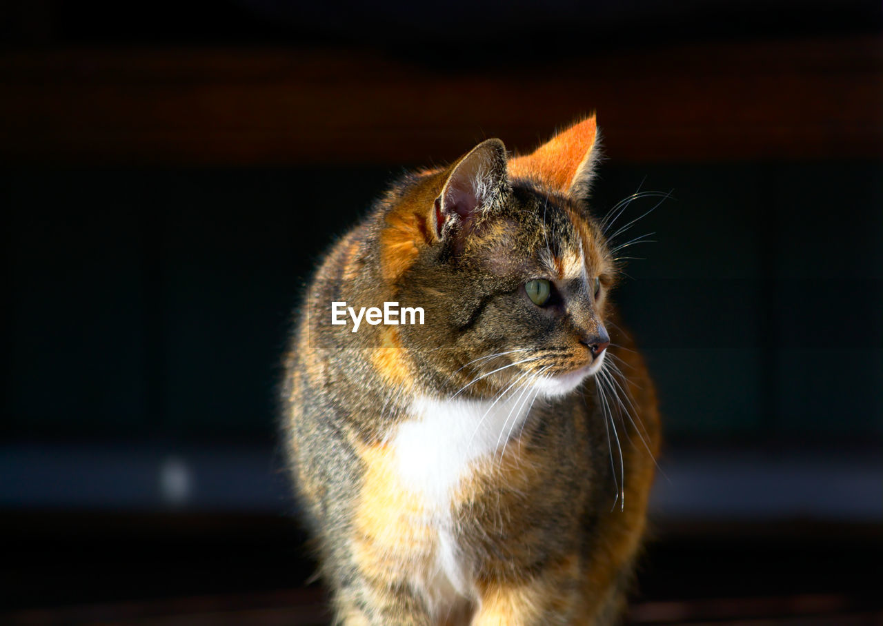 Close-up of a cat looking away