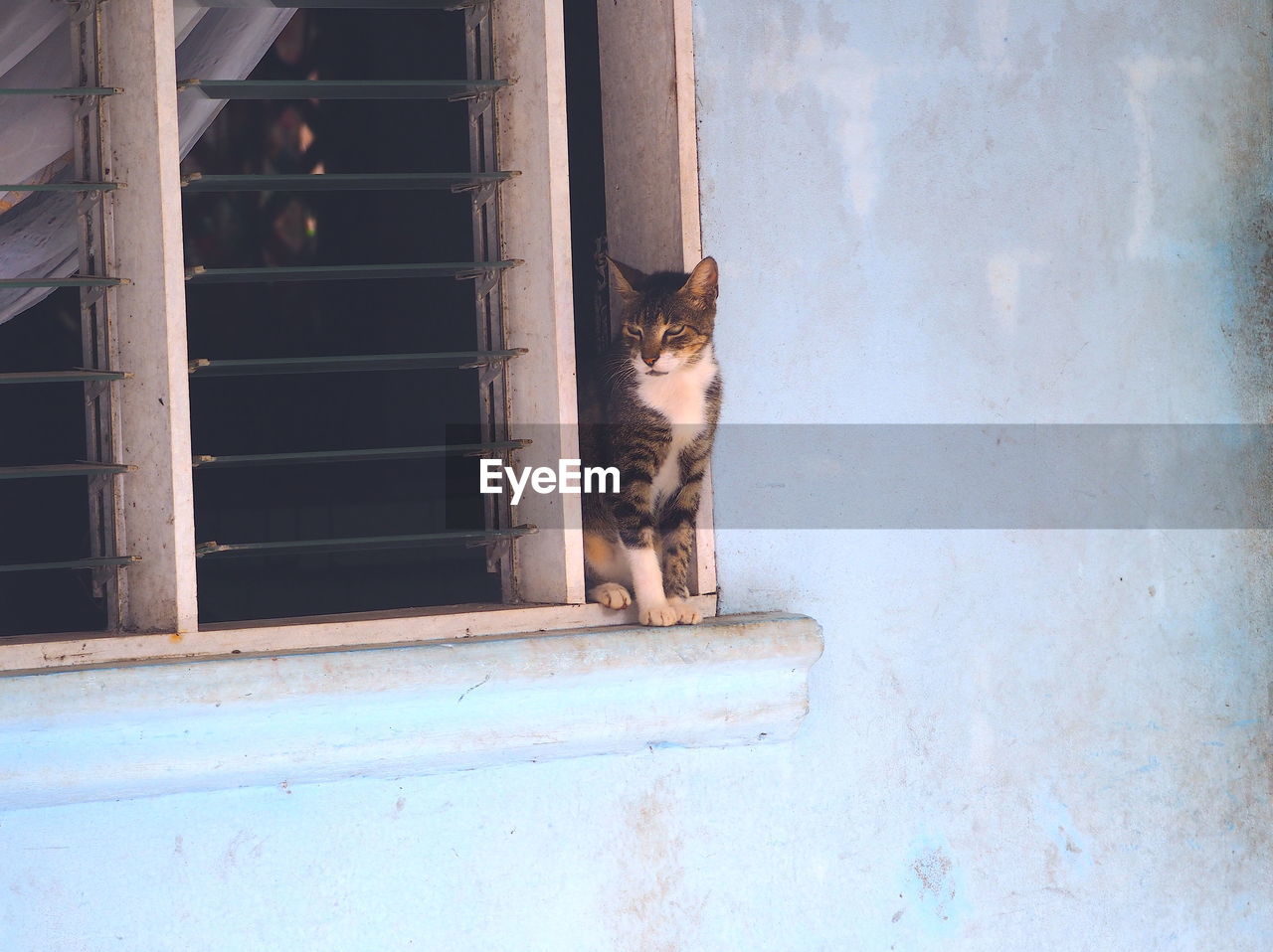CAT LOOKING THROUGH WINDOW