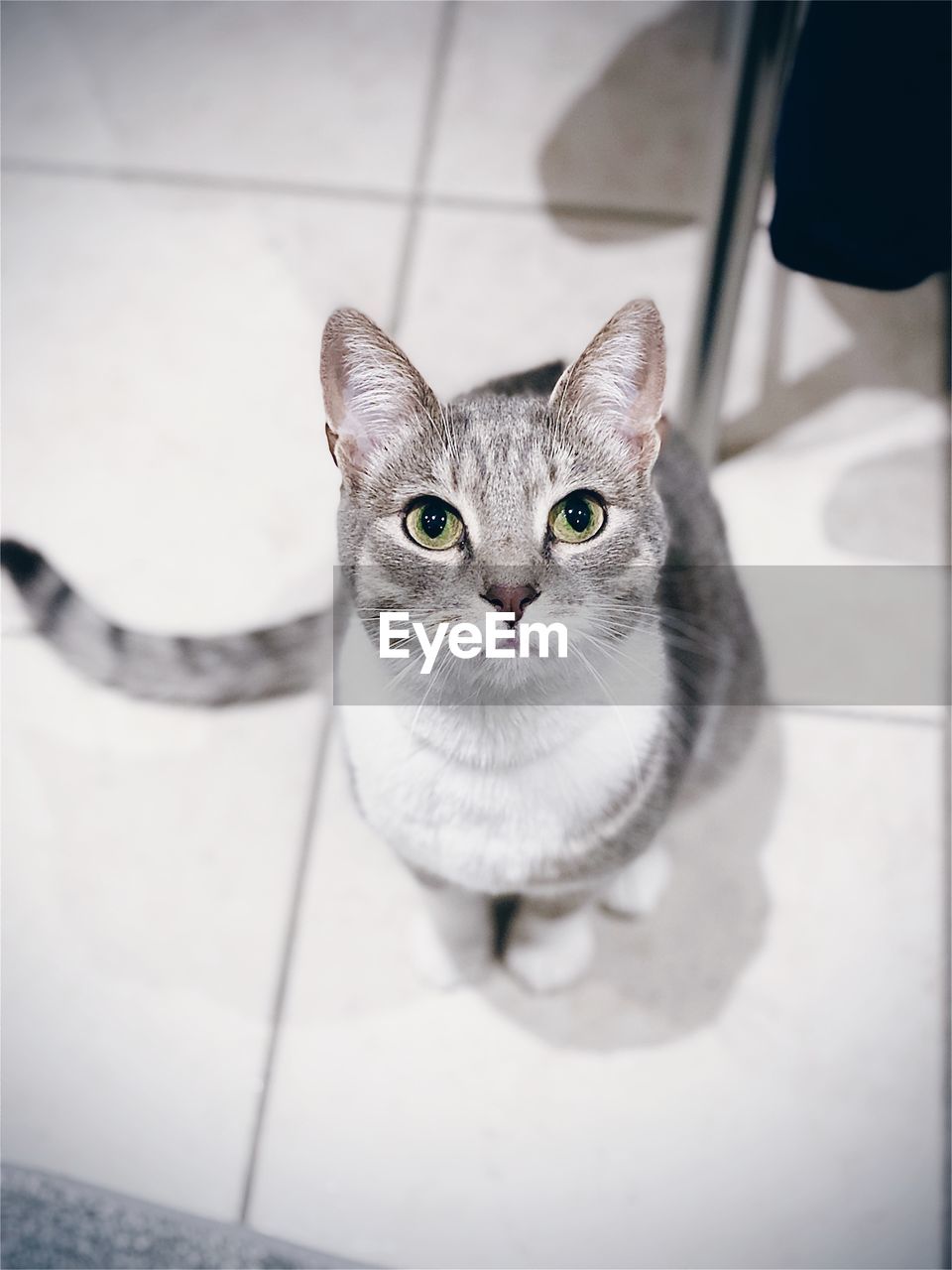 HIGH ANGLE PORTRAIT OF CAT SITTING ON TILED FLOOR