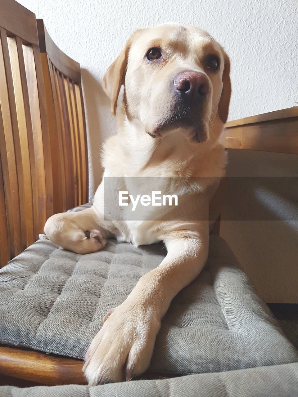 CLOSE-UP PORTRAIT OF DOG SITTING ON SOFA AT HOME