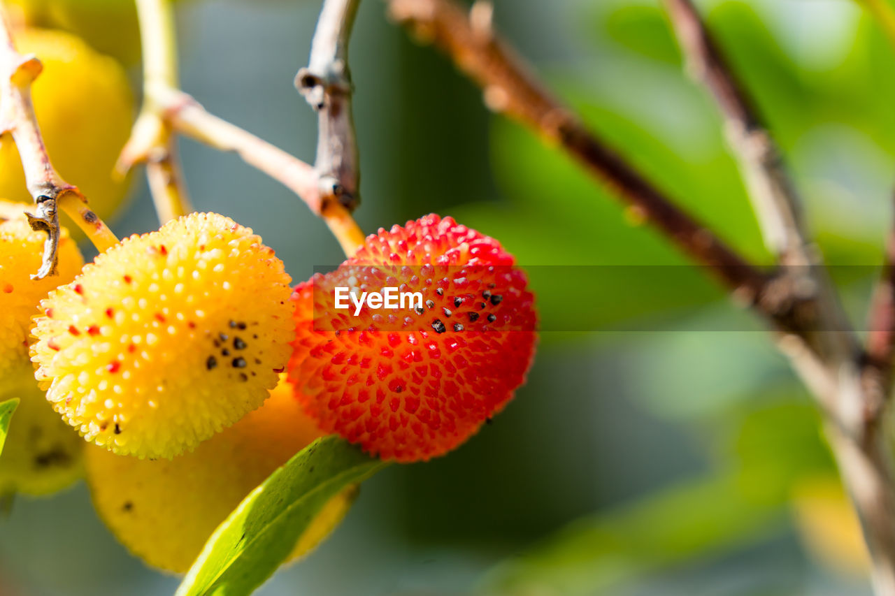 CLOSE-UP OF FRUIT ON TREE