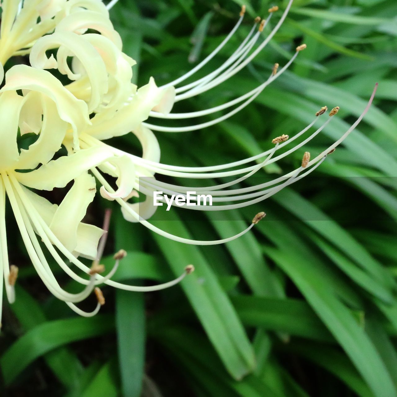 CLOSE-UP OF FRESH PLANT