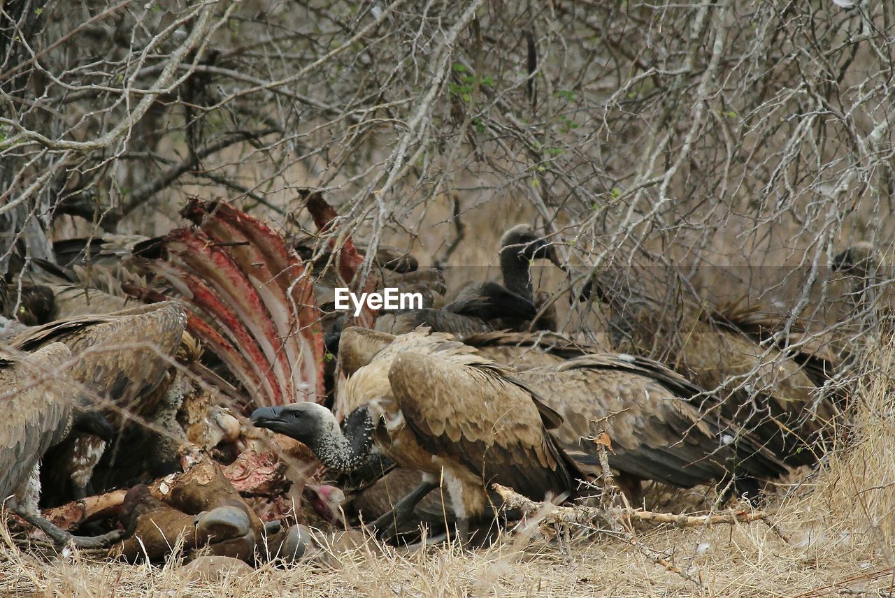 CLOSE-UP OF BIRDS BY TREE