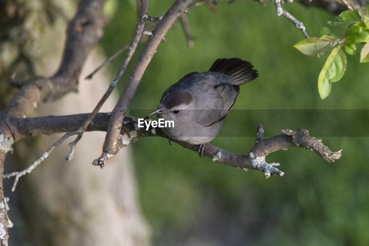 BIRD PERCHING ON BRANCH