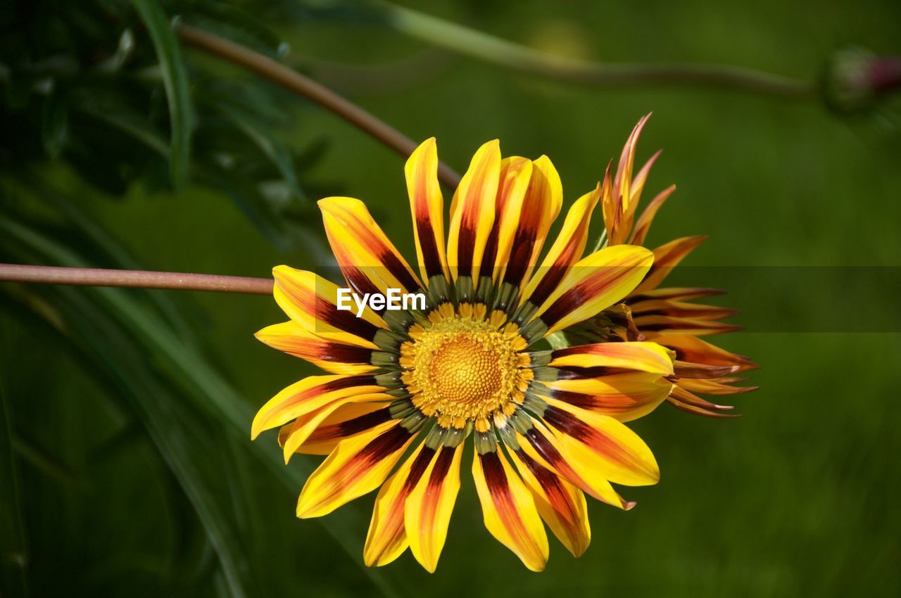 CLOSE-UP OF YELLOW FLOWER AGAINST BLURRED BACKGROUND